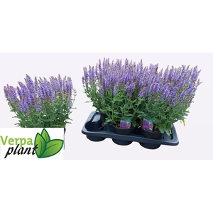 SALVIA NE BLAUHUEGEL