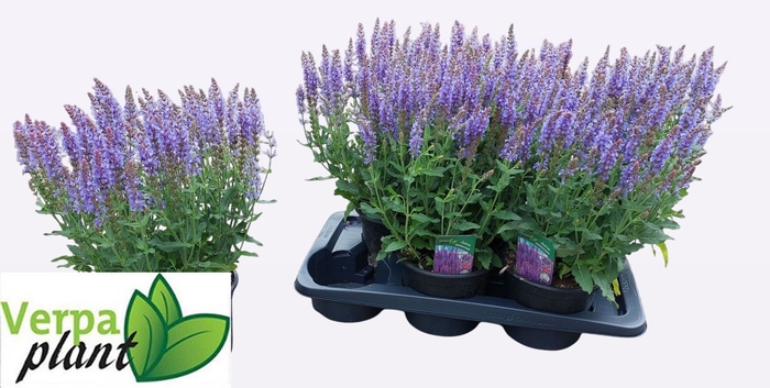 <h4>SALVIA NE BLAUHUEGEL</h4>
