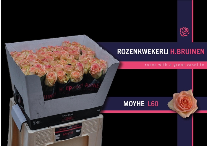 <h4>R GR MOYHE</h4>