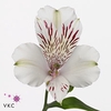 Alstr Himalaya Funza