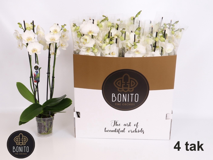 <h4>PHAL AN NOTTINGHAM</h4>