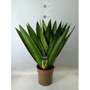Sansevieria zeylanica