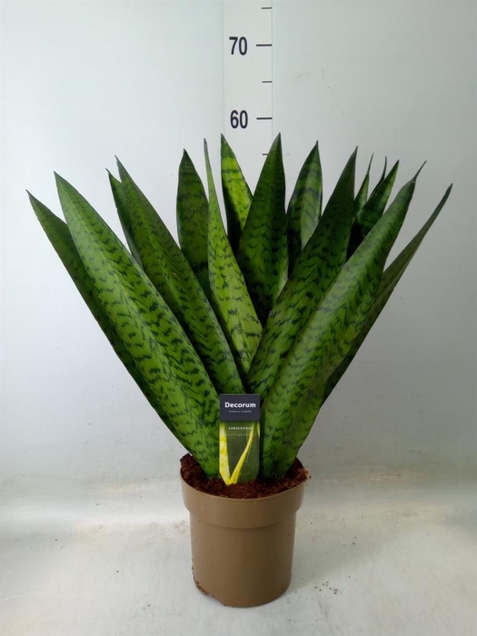 <h4>Sansevieria zeylanica</h4>