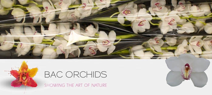 <h4>CYMB T VANITY</h4>