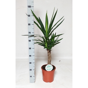 YUCCA