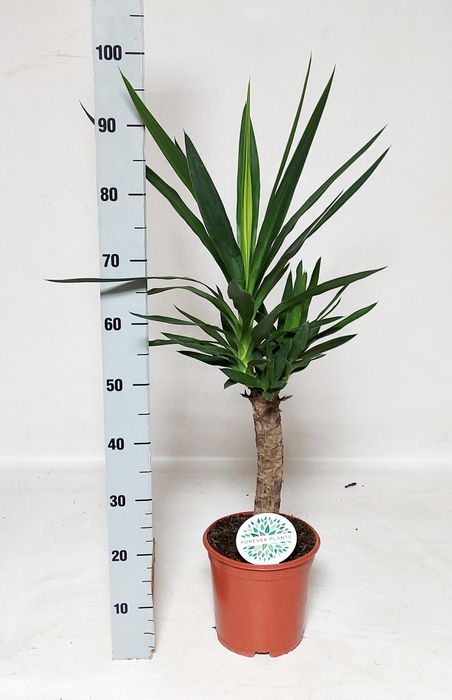 <h4>YUCCA</h4>