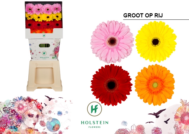 Gerbera Mix 4 Kleuren Diamond