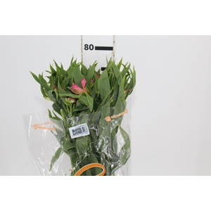ALSTROEMERIA TOURMALINE 080 CM ROSA