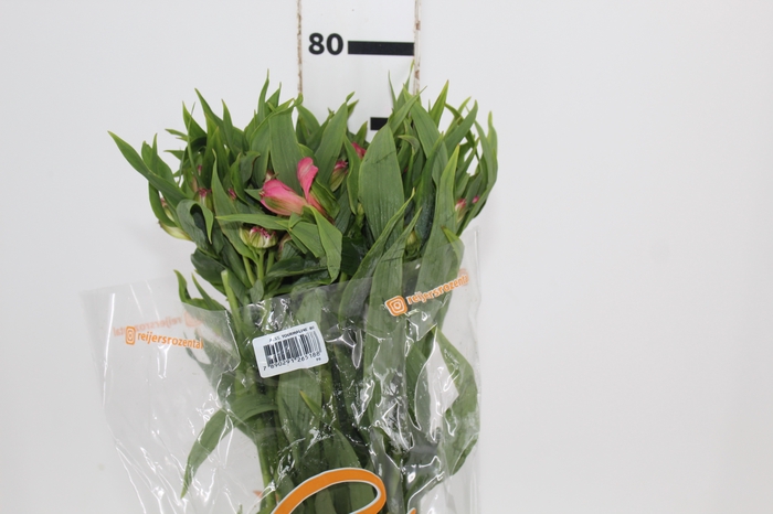 <h4>ALSTROEMERIA TOURMALINE 080 CM ROSA</h4>