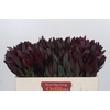 Leucadendron Saf Sunset Dark R.