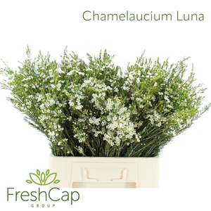 Chamelaucium Luna