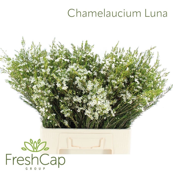 <h4>Chamelaucium Luna</h4>