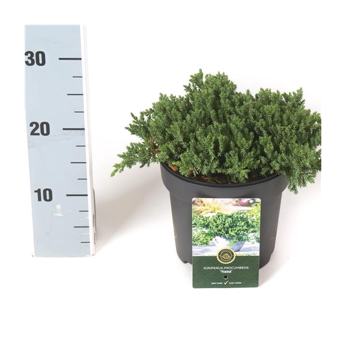 <h4>Juniperus p. 'Nana'</h4>