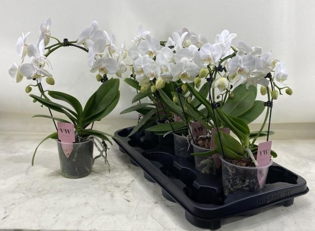 <h4>PHAL OV WIT</h4>
