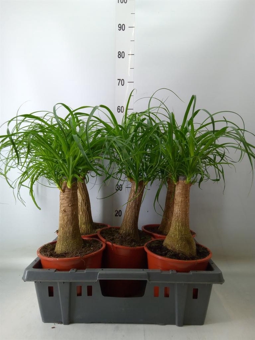 <h4>Beaucarnea recurvata</h4>