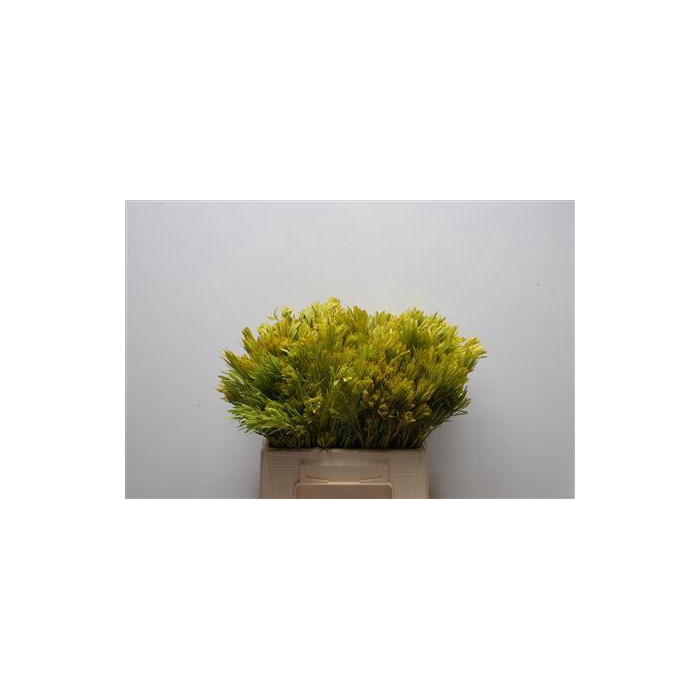 <h4>Kaaps Platyspermum</h4>