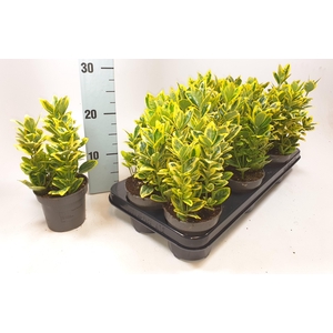 Euonymus Japonica Marieke