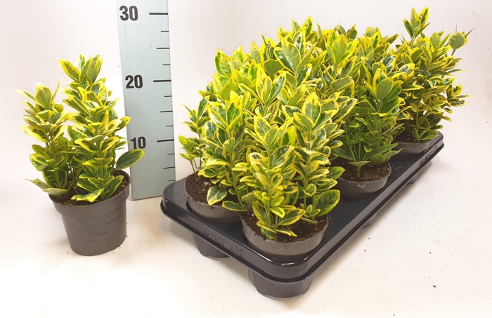 <h4>Euonymus Japonica Marieke</h4>