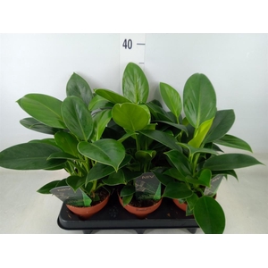 Philodendron  'Green Princess'