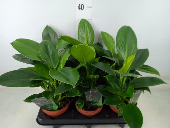 <h4>Philodendron  'Green Princess'</h4>