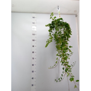 Hedera helix 'Wonder'