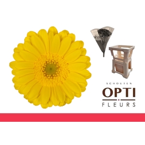 Germini Moreno Water