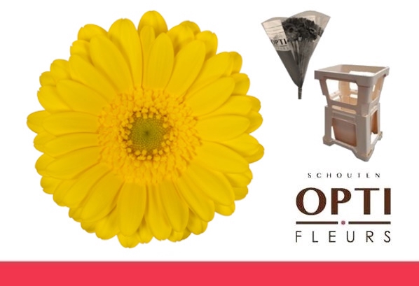 <h4>Germini Moreno Water</h4>