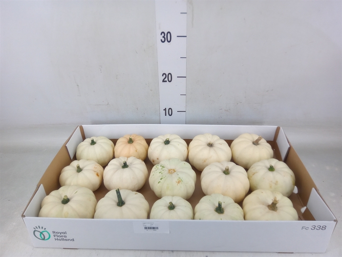 <h4>Cucurbita</h4>