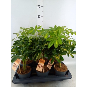 Schefflera arbor.   ...