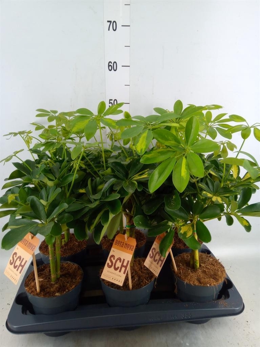 <h4>Schefflera arbor.   ...</h4>