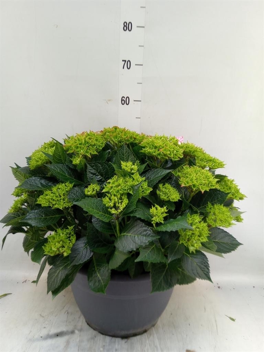 <h4>Hydrangea mac.</h4>