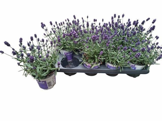 <h4>LAVAN ANGUSTIFOLIA</h4>