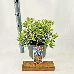 Pieris Flaming Silver