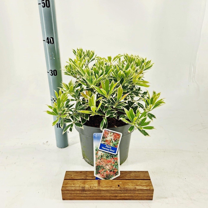 <h4>Pieris Flaming Silver</h4>