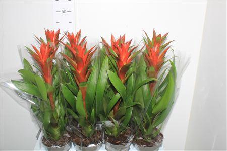 <h4>Guzm Amoretto</h4>