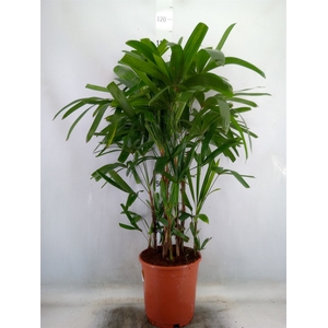 Rhapis excelsa