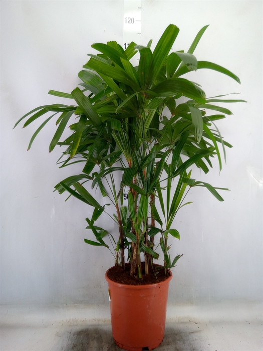 <h4>Rhapis excelsa</h4>