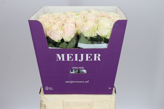 <h4>Rosa Gr Sweet Avalanche Meier White</h4>