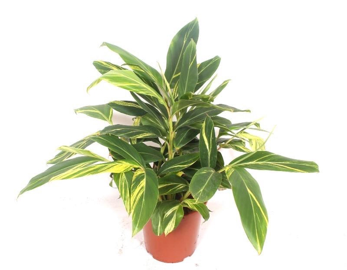 <h4>Alpinia zerumbet 'Variegata'</h4>