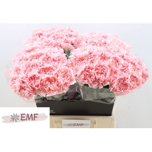 DI ST PINK MONTEZUMA