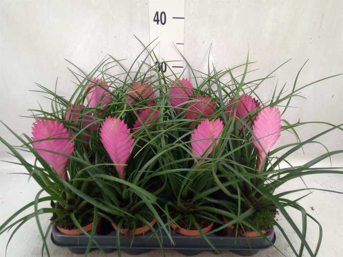 <h4>Tillandsia cyanea 'Anita'</h4>