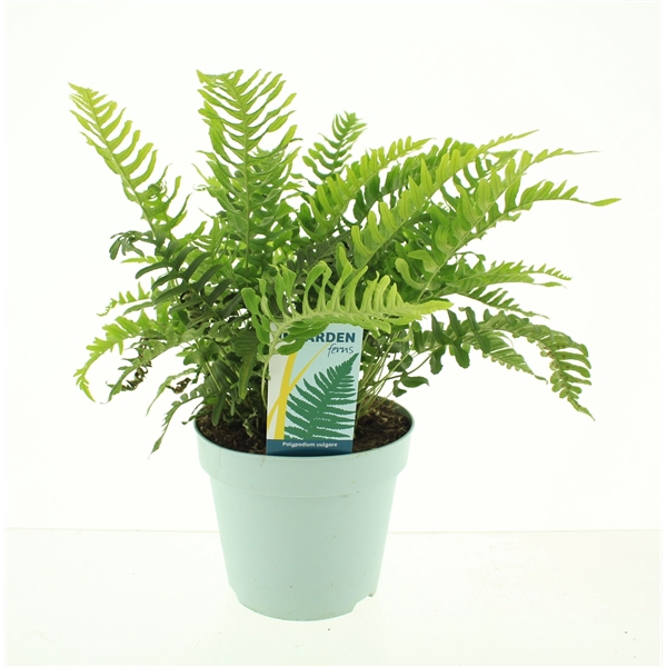 <h4>Polypodium vulgare</h4>