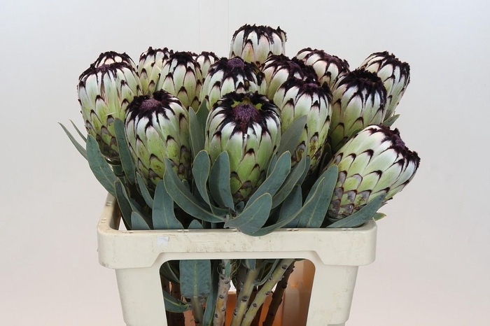 <h4>Protea Niobe</h4>