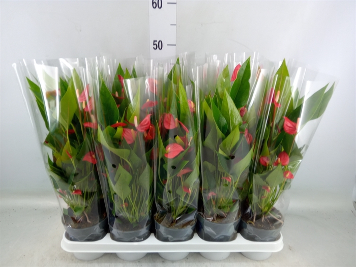 <h4>Anthurium andr. 'Mill Flowers Red'</h4>