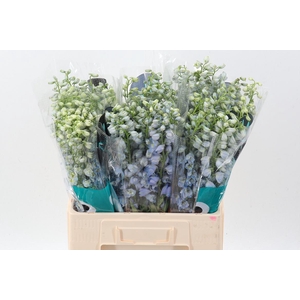 Delph Du Guard Laven