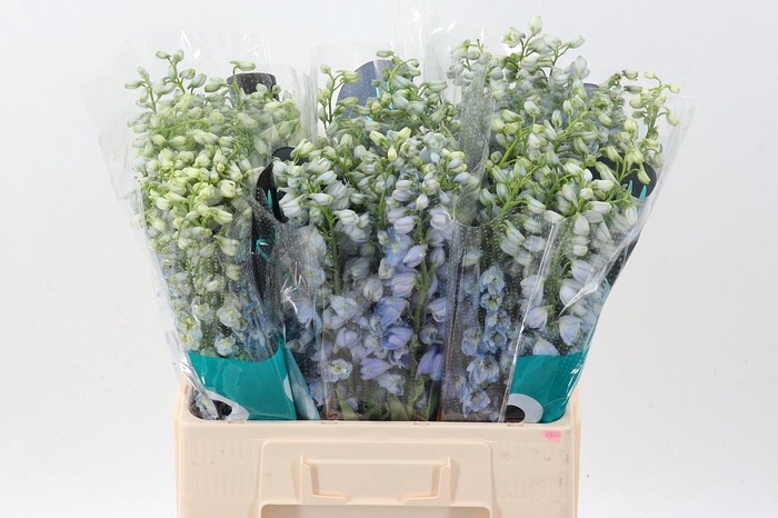 <h4>Delph Du Guard Laven</h4>