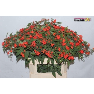 EUPH F T RED SURPRIS