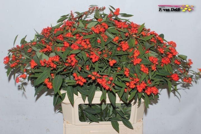 <h4>EUPH F T RED SURPRIS</h4>