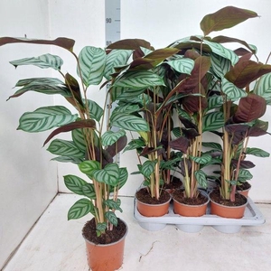 CTENANTHE GREEN FLAG