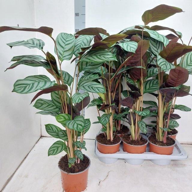 <h4>CTENANTHE GREEN FLAG</h4>